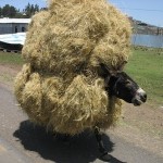donkey
