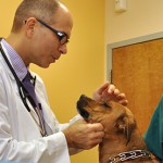 veterinary-practices