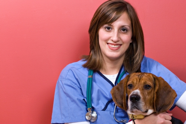 veterinary, animal clinics